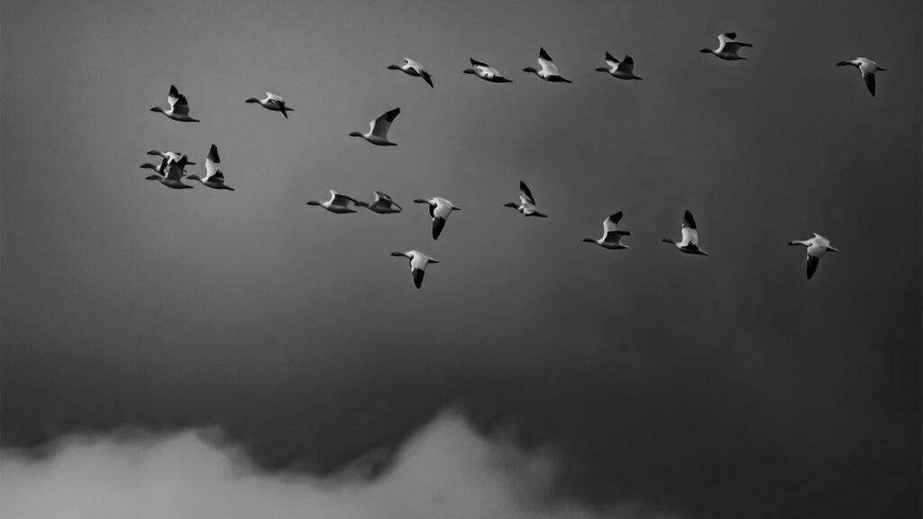 Bando de pássaros voando em formação, simbolizando liderança consciente e colaboração nos negócios.