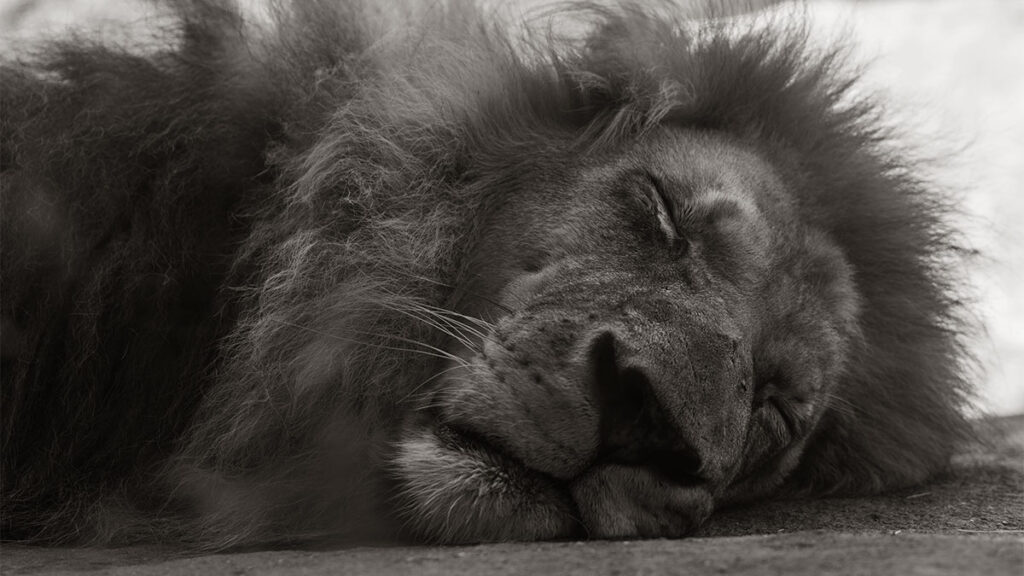 Leão descansando em paz, representando o CEO cansado e a importância da segurança psicológica para restaurar o equilíbrio emocional na liderança.